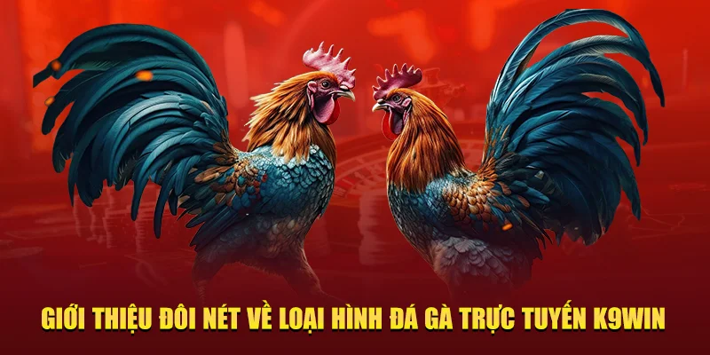 đá gà trực tuyến K9WIN