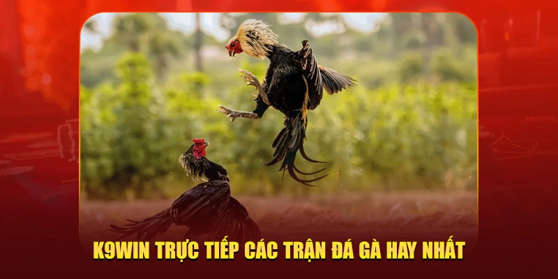K9Win trực tiếp các trận đá gà