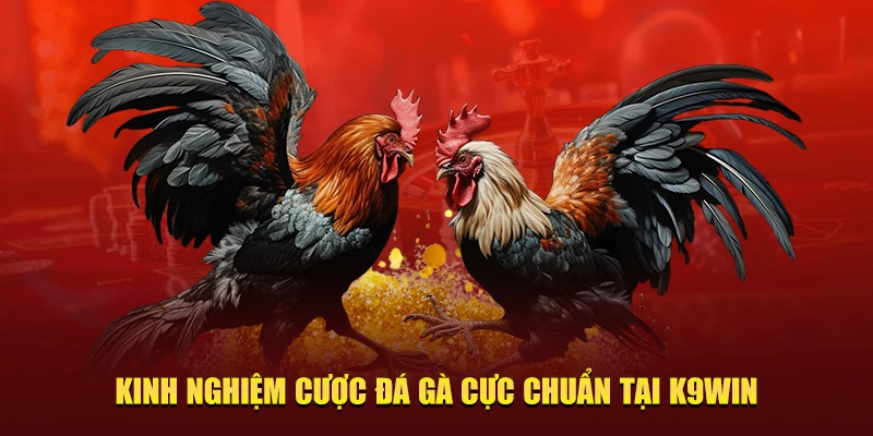 Kinh nghiệm chơi đá gà