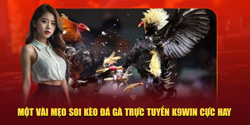 Một vài mẹo soi kèo đá gà trực tuyến K9WIN cực hay