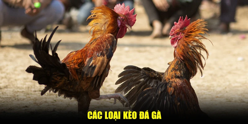 Các loại kèo đá gà phổ biến mà người chơi nên biết tại K9win
