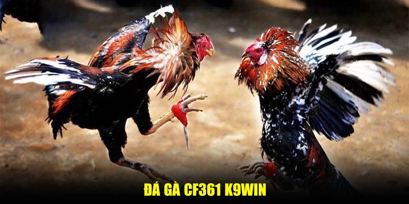 Đá gà CF361 K9win – Đa dạng trận đấu, thưởng siêu khủng