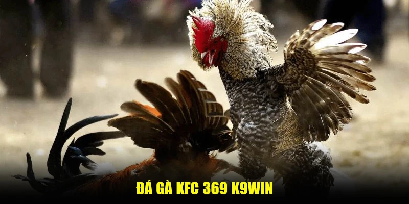Đá gà KFC 369 K9win – Sảnh cược chọi kệ hàng đầu 2025