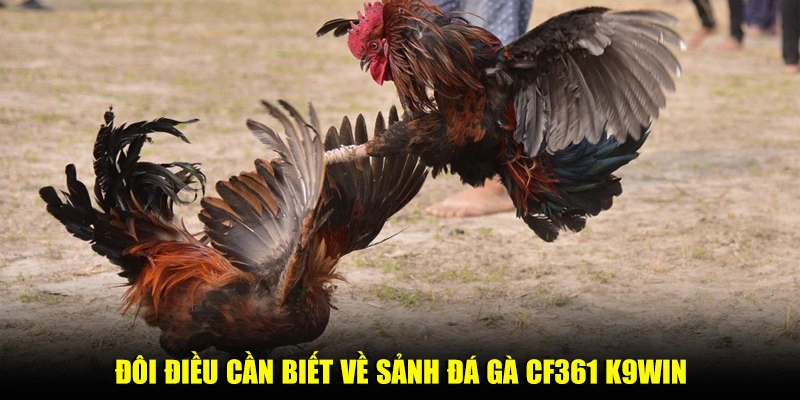 Đôi điều cần biết về sảnh đá gà CF361 K9win